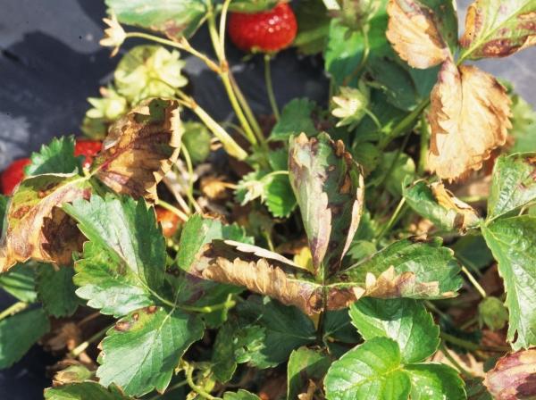 brown strawberry leaves due to cold weather damage