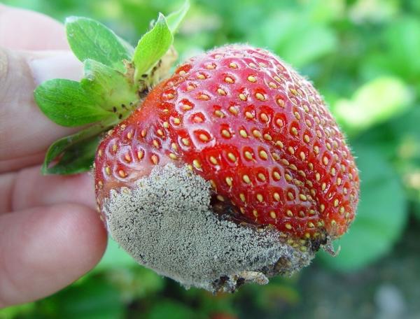 a strawberry with mold on it