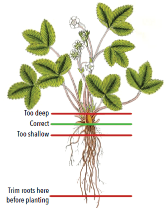 illustration of a strawberry plant showing that the crown should be set at the soil line