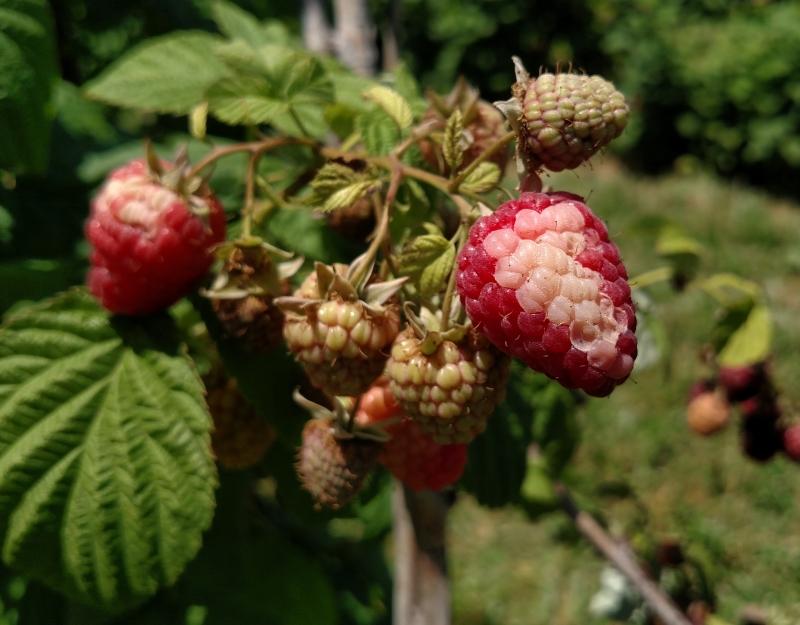 white section on a red raspberry - not ripening - druplet disorder