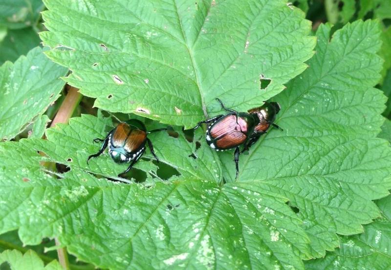 coppery beetles on a raspberry plant - Japanese beetles