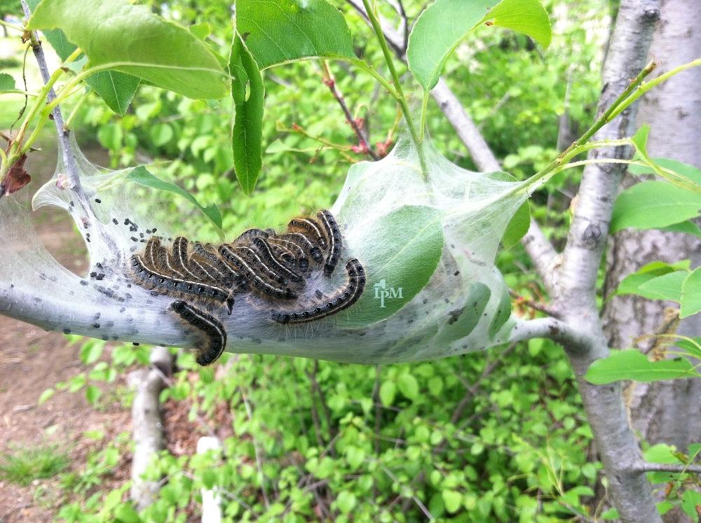 webbing in trees in the spring - eastern tent caterpilllars