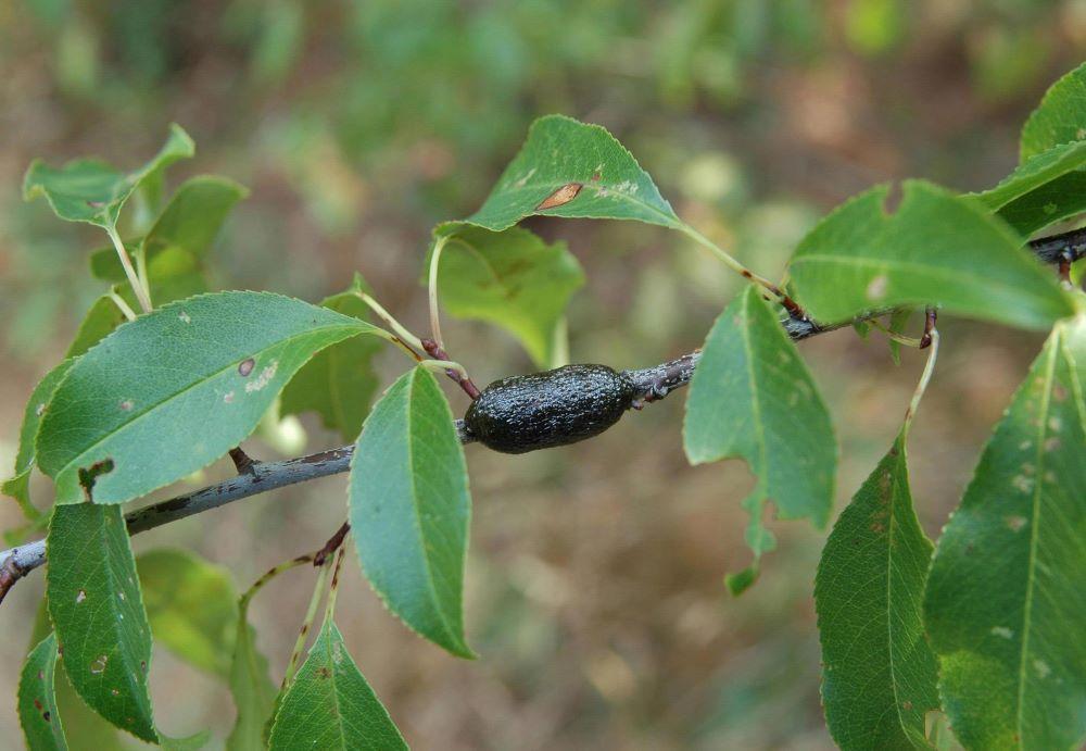 black shiny egg mass of eastern tent caterpillar on a tree branch