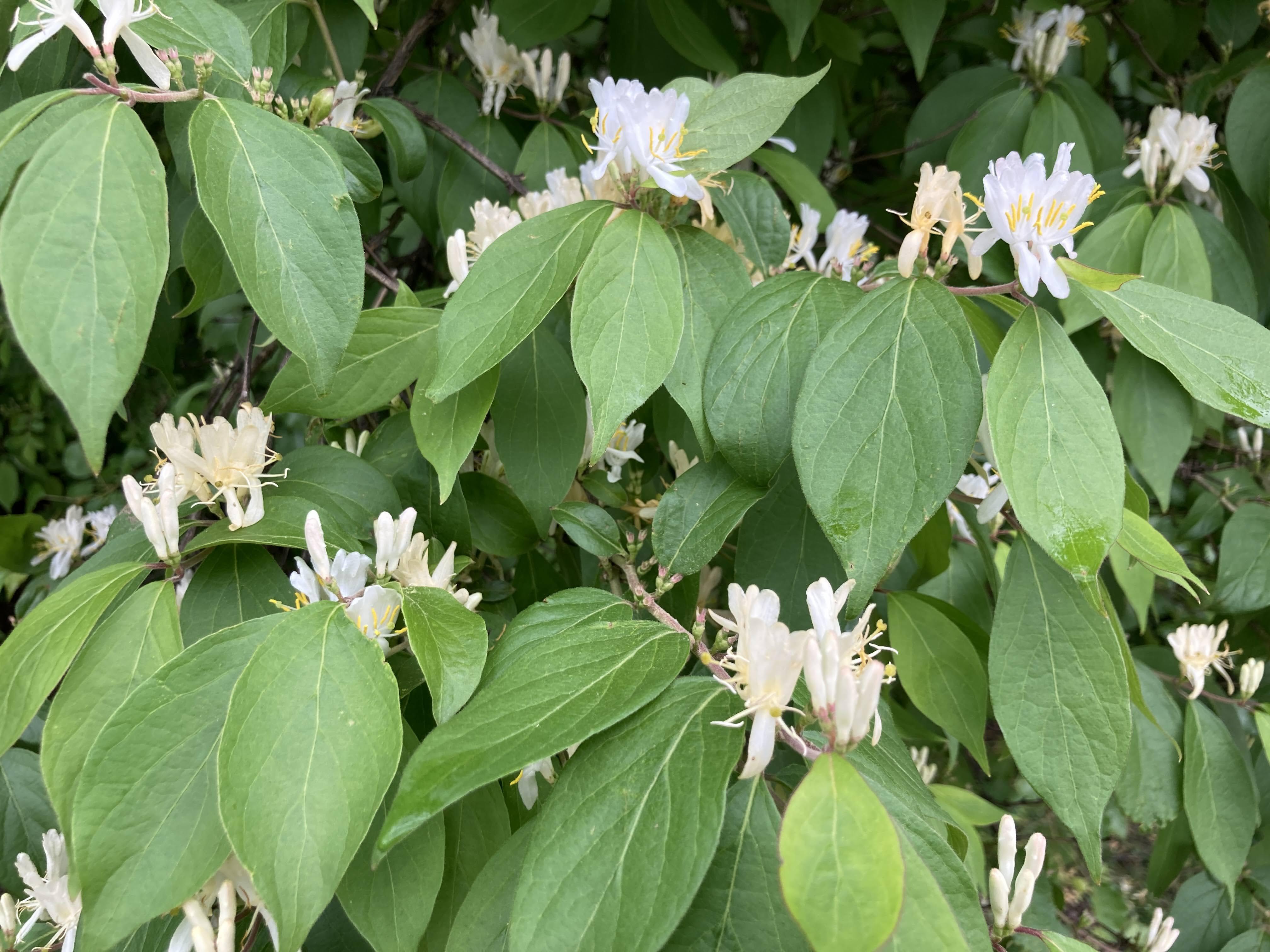 white flowers of invasive asian honeysuckle plant