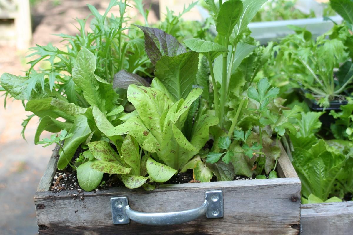various types of lettuce growing in a salad box