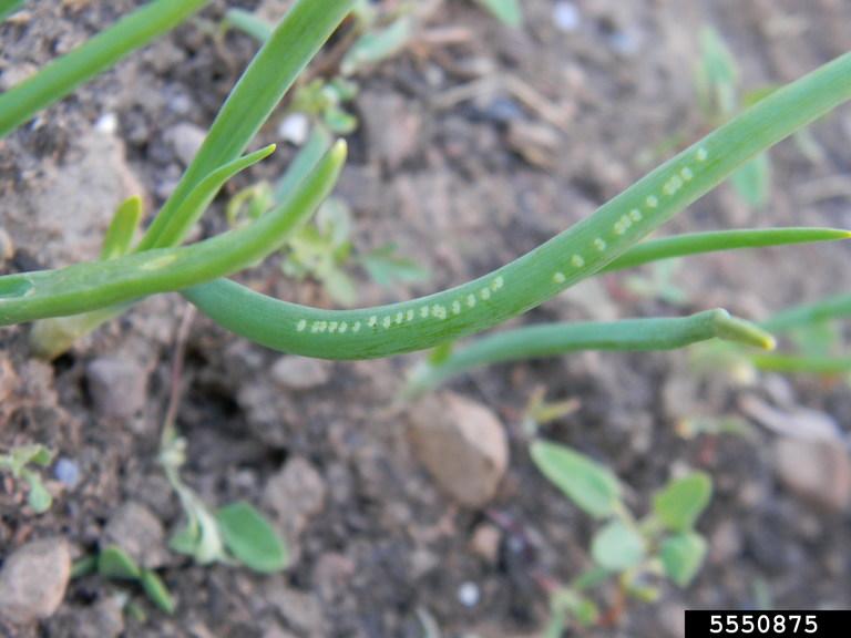 Allium leafminer (Napomyza gymnostoma)