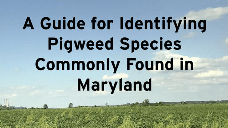 A guide for identifying pigweed species commonly found in Maryland 