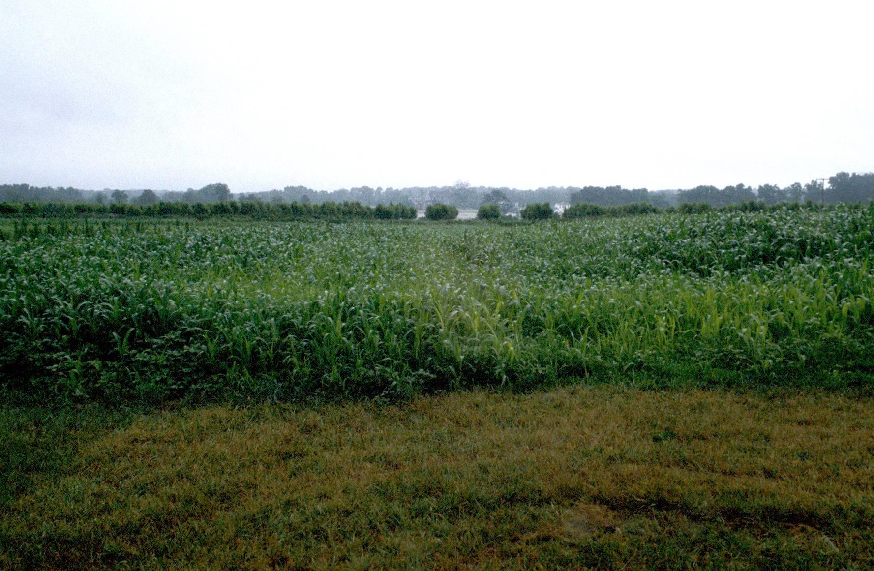 Field with crop