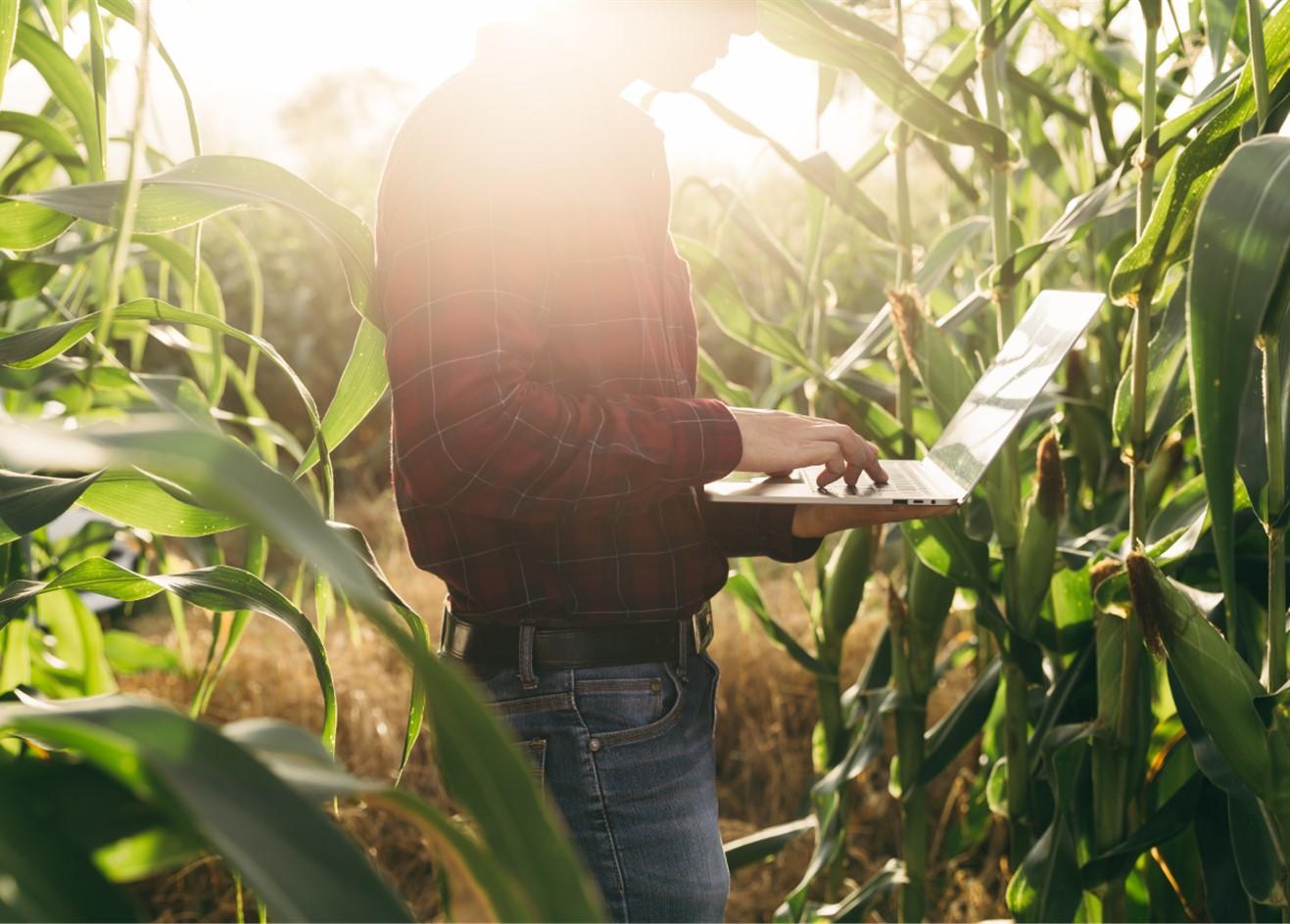 farmer holding a laptop in corn field