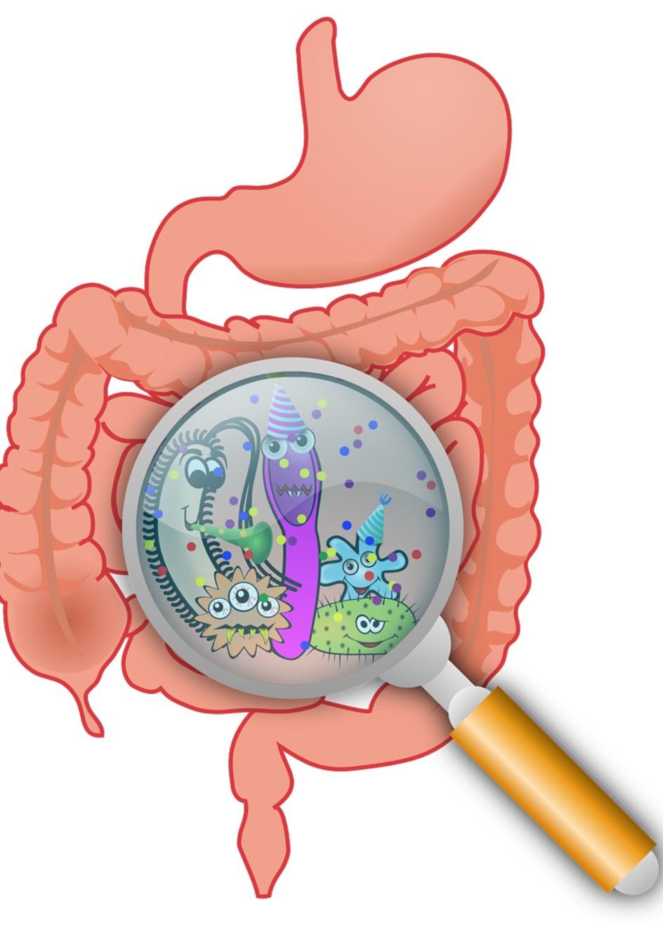 Illustration of the digestive system, with a focus on the small intestines. The small intestines are populated by cartoon bacteria that are visible through a magnifying glass. 