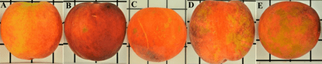 Five ripened peaches show a range of severe color variations of bronzing.