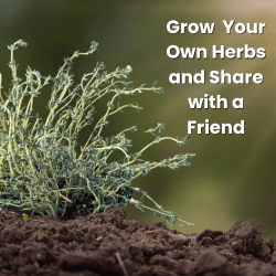 A photo of a thyme plant with the words grow your own herbs and share with a friend.