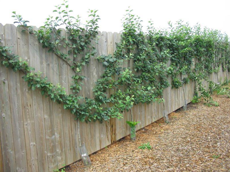 fruit growing along a fence using espallier technique