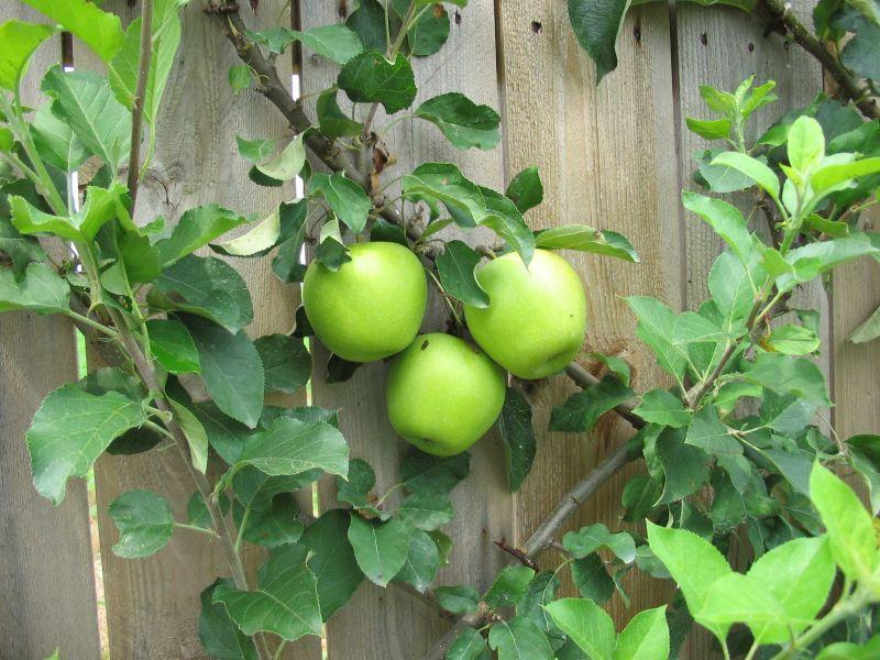 apples grown using espallier technique