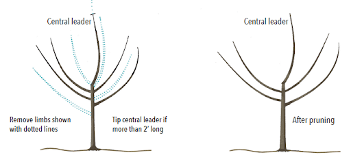 illustration of pruning out apple tree branches