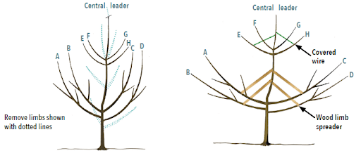 illustration of pruning an apple tree and using spacers to make the branches grow more horizontally
