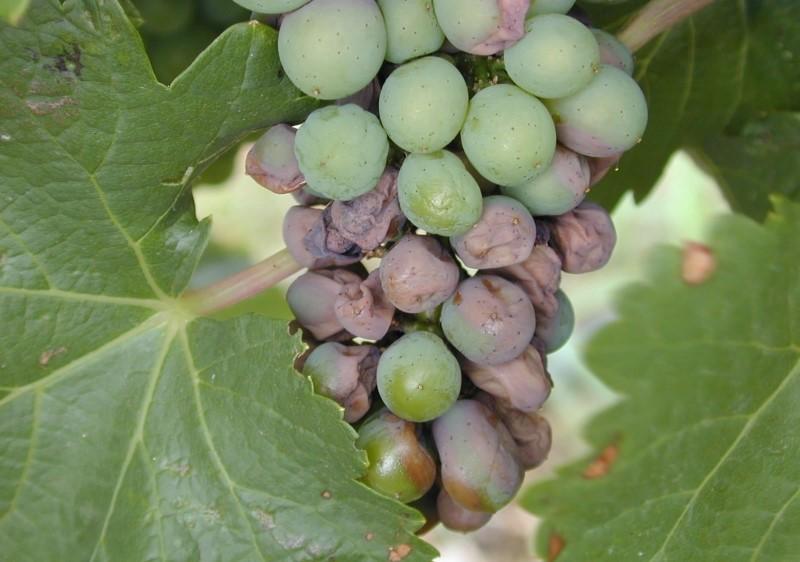 rotting wrinkled grapes due to black rot disease