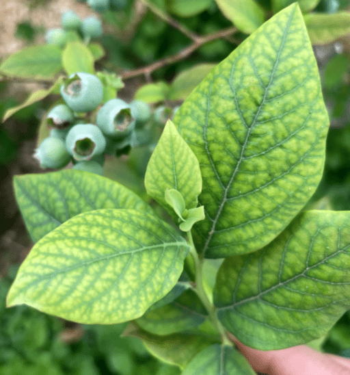 leaves of a blueberry plant are turning yellow
