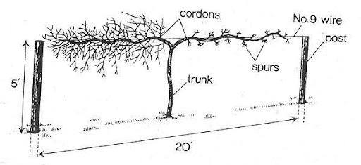 an illustration of how to train grapes in a t-shape along a wire trellis