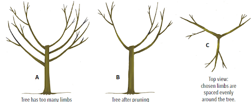 an illustration of how to prune a fruit tree - removing the central leader