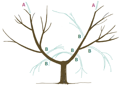 illustration of pruning a peach tree - trimming out downward-facing and in-ward facing branches