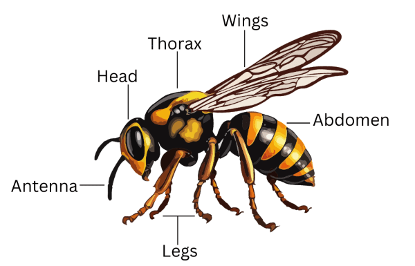 a diagram of an insect showing the main body parts - head - thorax - abdomen - wings - legs - antennae