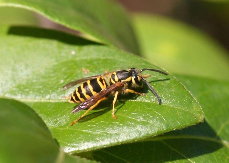 wasp with yellow and black stripes and yellow band around face - yellowjacket