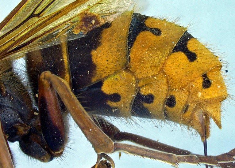 the abdomen of a European Hornet has black teardrops on it