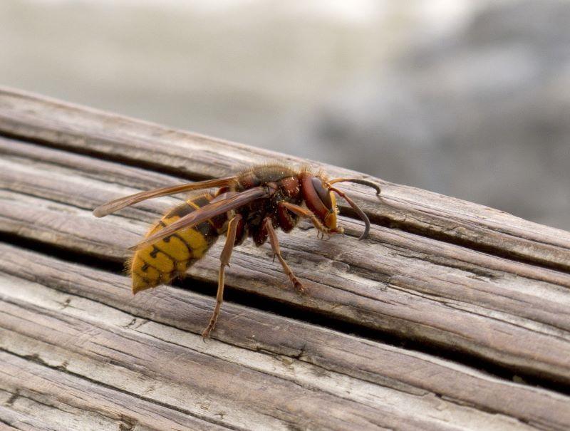 the black knobs on the abdomen of this wasp indicate it is a European Hornet