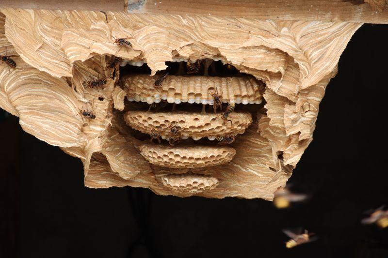 inside of a a European Hornet nest showing layers of brood cells stacked one on top of the other