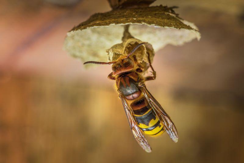 a wasp - hornet - building a nest