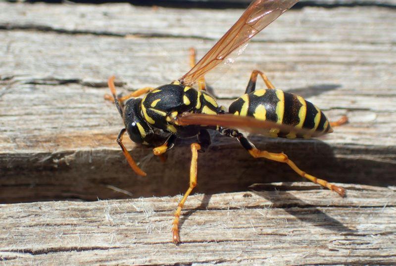 black and yellow paper wasp
