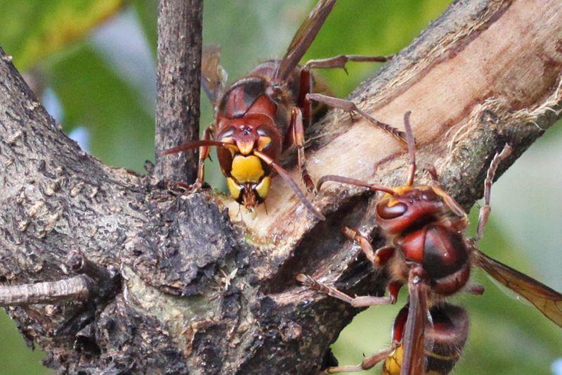 two hornets chewing off bark from a branch
