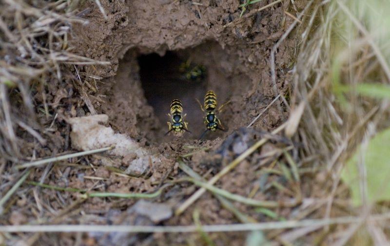 two wasps emerging from a ground nest