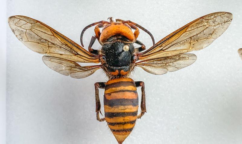 wasp with straight dark bands on the abdomen - Northern giant hornet