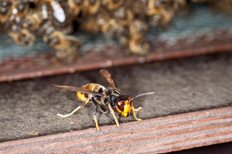a wasp near a honeybee hive
