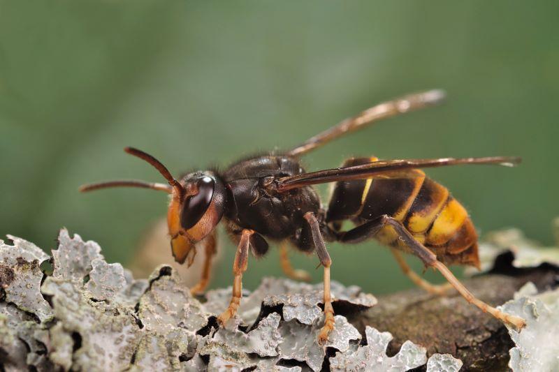 a wasp with yellow legs