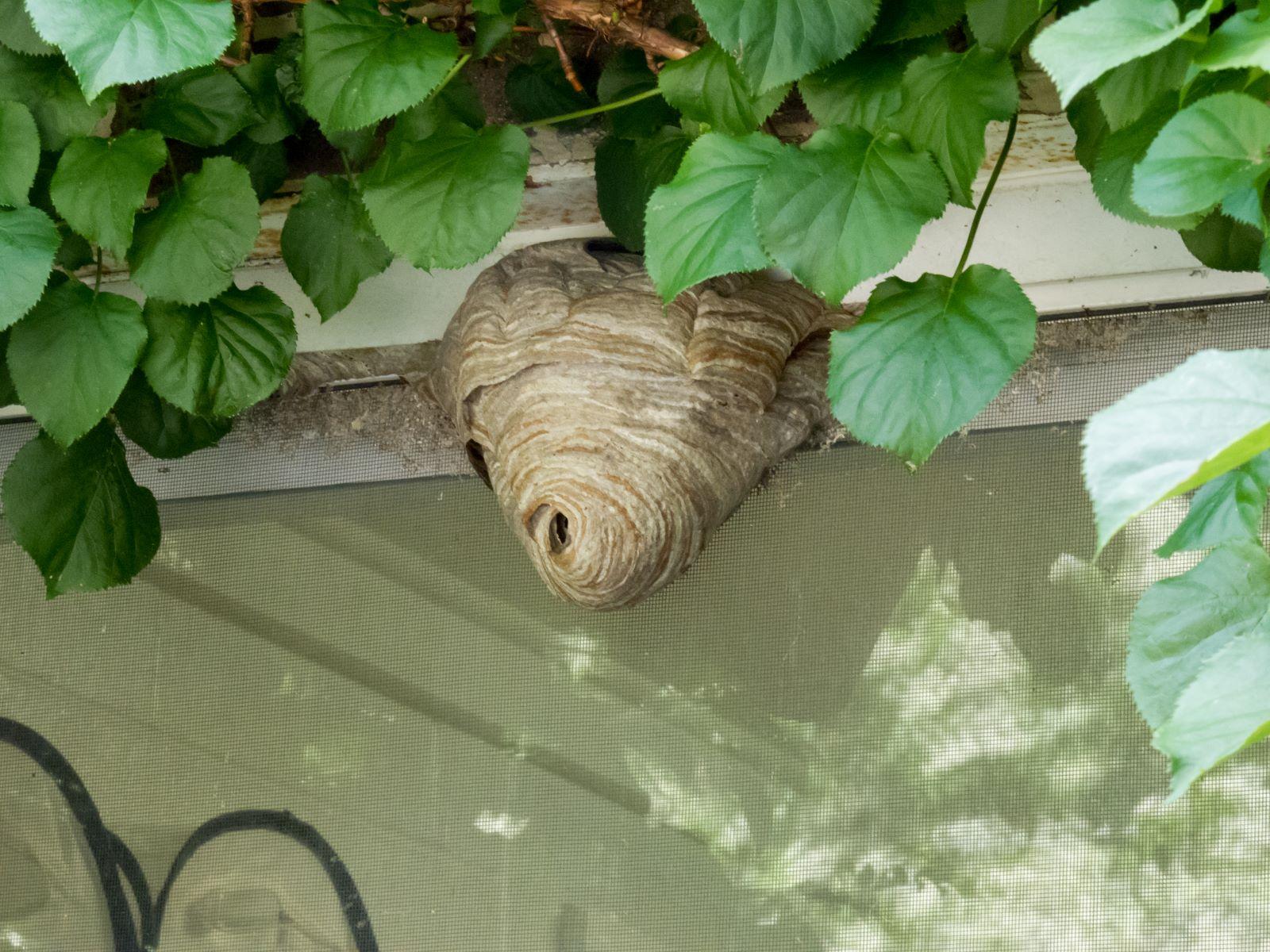 a cone shaped wasp nest hanging from a roof - hornet nest
