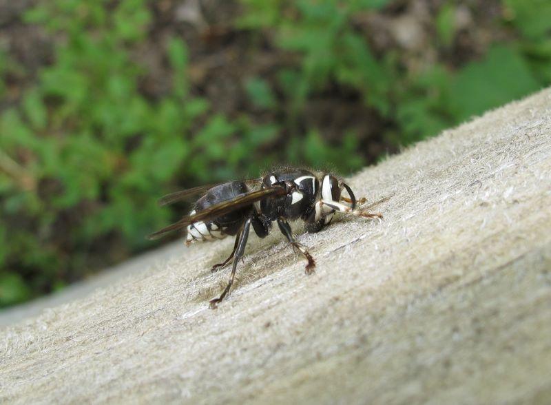 a black and white wasp - baldfaced hornet