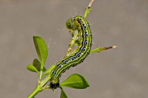 green and black caterpillar chews on boxwood leaves