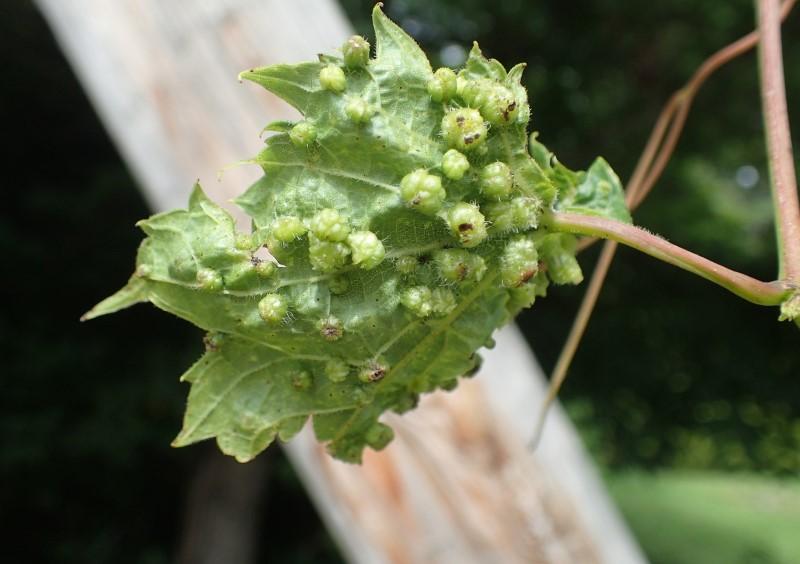 bumps on the back of a grape leaf - insect damage