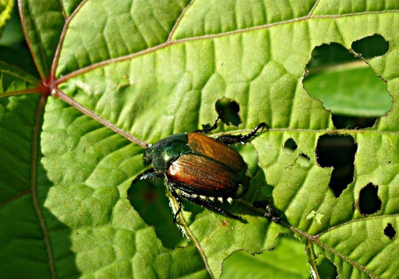 shiny brown insect on grape leaves - Japanese beetle