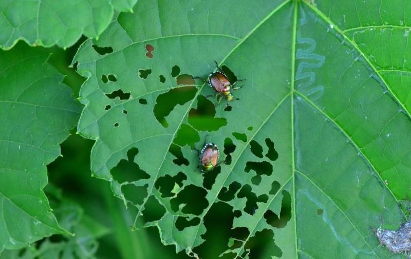 insect chewing damage on grape leaves