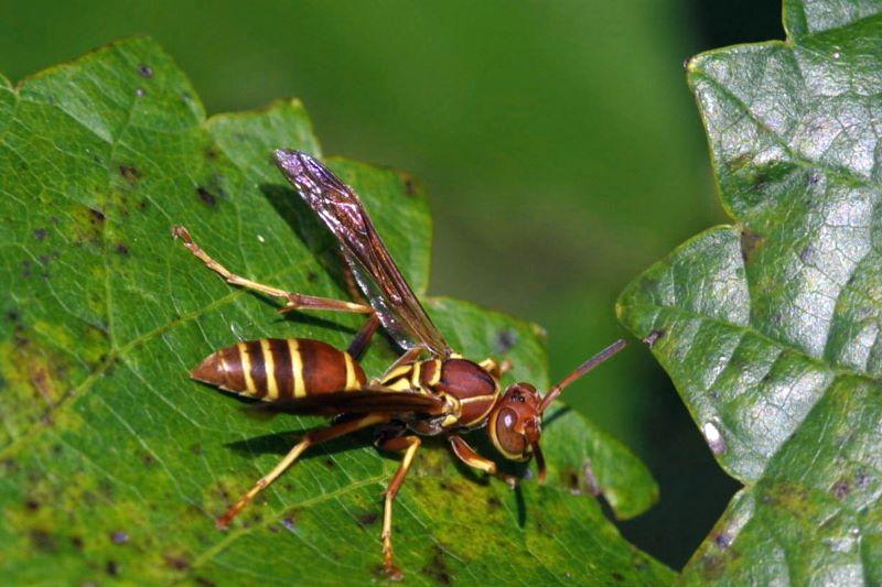 a wasp with a reddish abdomen and yellow stripes - paper wasp