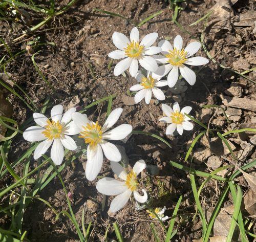 white flowers of bloodroot