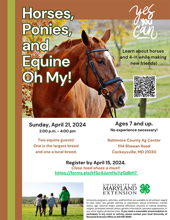 Horses, Ponies and Equine Oh My!