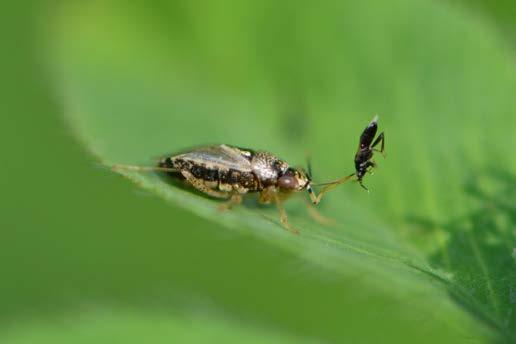 Fig 1 - A big eyed bug and its prey