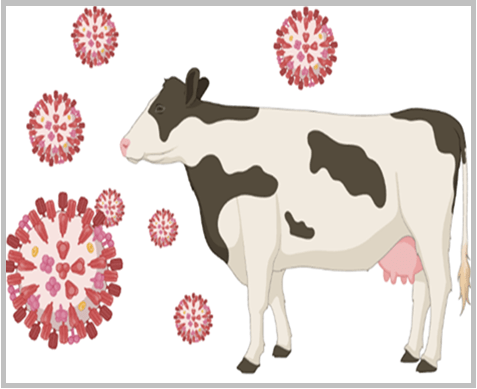 A.I. Virus with pic of Dairy Cow