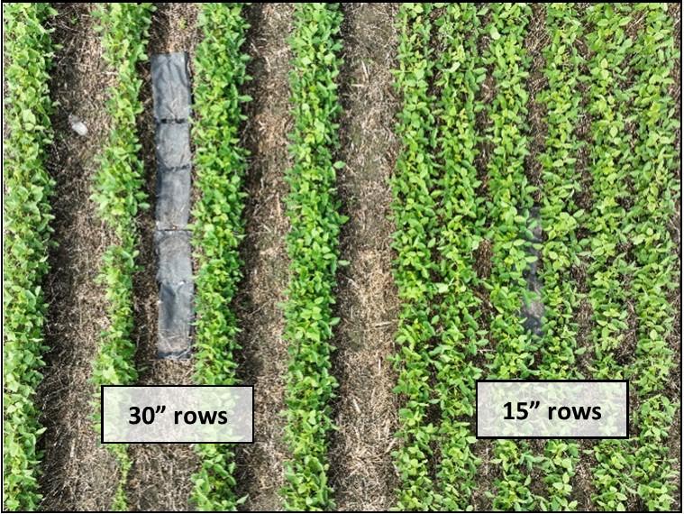 Soybean row comparison