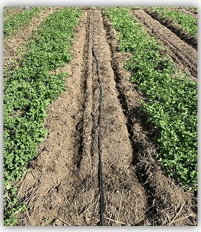 Cover Crop Stripping pic